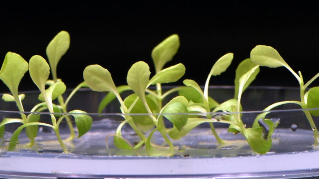 Ces plantes ont pu pousser et se déployer dans le noir grâce à la photosynthèse artificielle. // Source : Nature Food Ces plantes ont pu pousser et se déployer dans le noir grâce à la photosynthèse artificielle. // Source : Nature Food