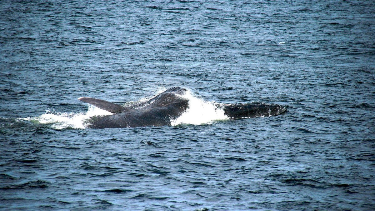 Rorqual commun // Source : Régis Kuckaertz/Wikimédias Rorqual commun // Source : Régis Kuckaertz/Wikimédias