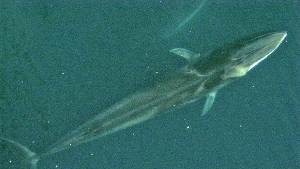 Un rorqual commun en vue aérienne. // Source : Domaine public Un rorqual commun en vue aérienne. // Source : Domaine public