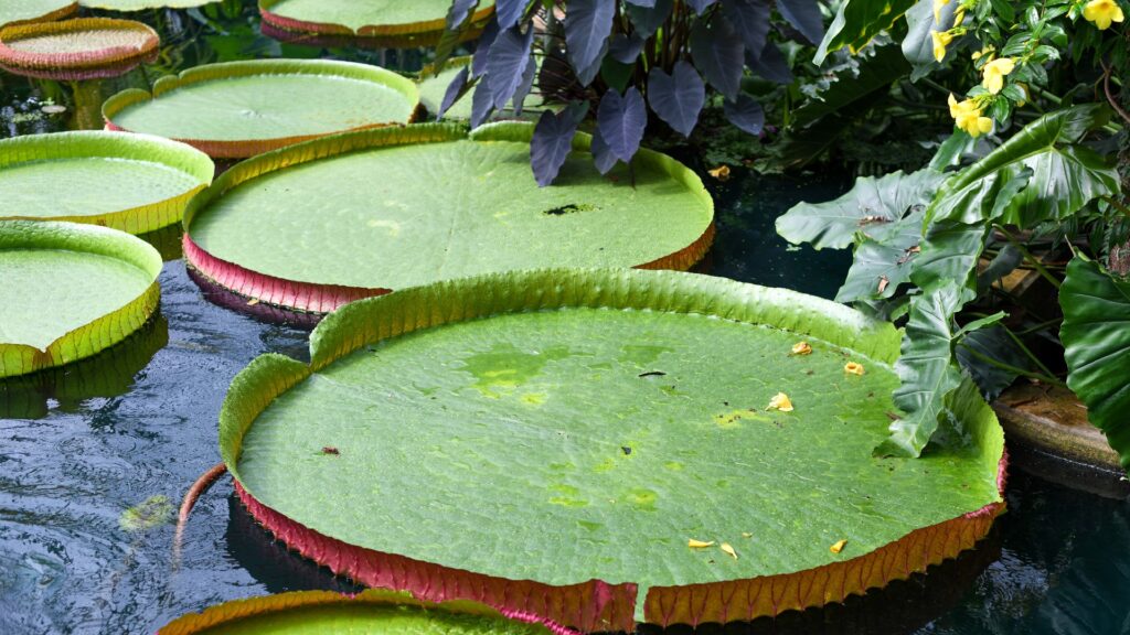 Le nénuphar V.boliviana // Source : RBG Kew