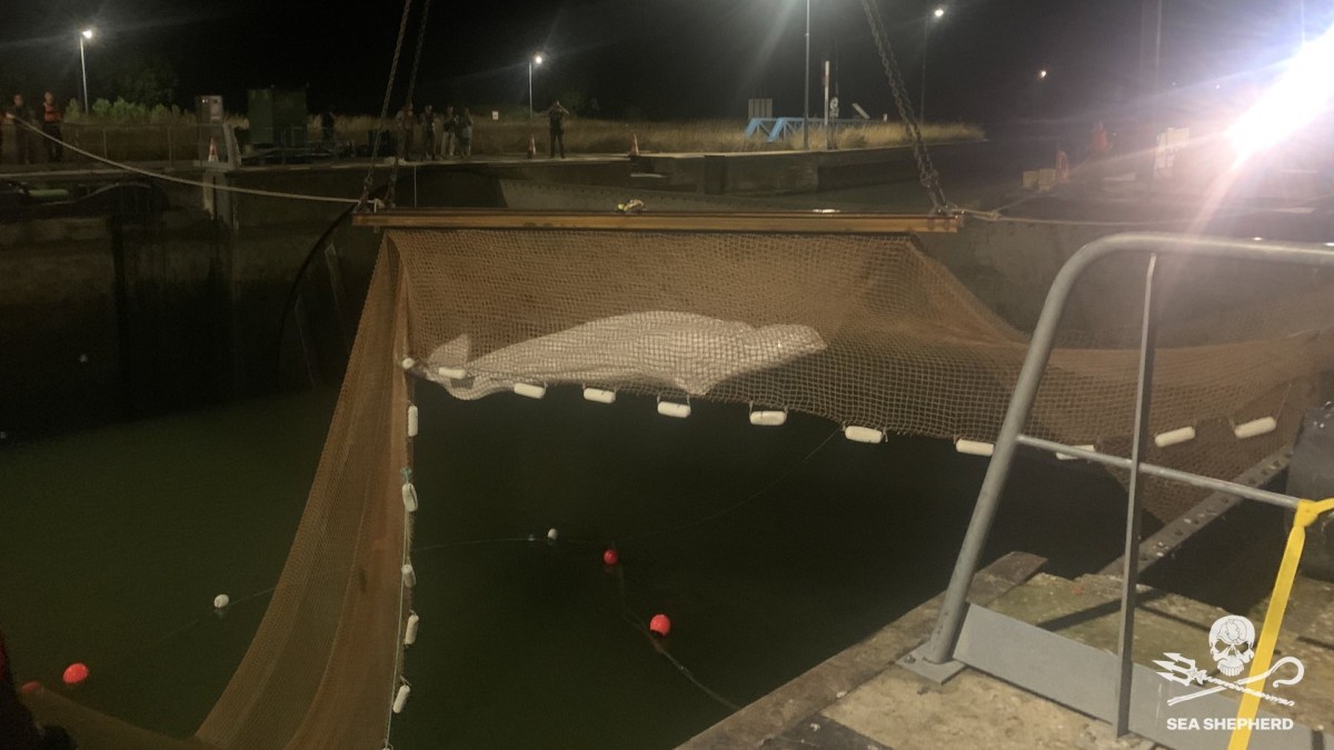 Béluga dans la Seine. // Source : Sea Shepherd Béluga dans la Seine. // Source : Sea Shepherd