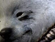 La tenue chien dans Call of Duty: Warzone // Source : Raven Software