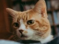 Un chat. // Source : Pexels Un chat. // Source : Pexels
