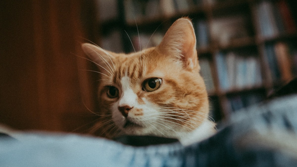 Un chat. // Source : Pexels Un chat. // Source : Pexels