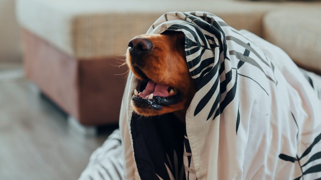 Des couvertures peuvent aider un chat ou un chien à se protéger de bruits élevés. // Source : Pexels Des couvertures peuvent aider un chat ou un chien à se protéger de bruits élevés. // Source : Pexels
