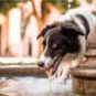 Un chien généré par une IA // Source : Numerama avec Midjourney Un chien généré par une IA // Source : Numerama avec Midjourney