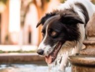 Un chien généré par une IA // Source : Numerama avec Midjourney Un chien généré par une IA // Source : Numerama avec Midjourney
