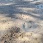 Source : Dinosaur Valley State Park Source : Dinosaur Valley State Park