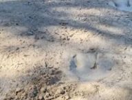 Source : Dinosaur Valley State Park Source : Dinosaur Valley State Park