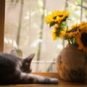 Un chat et un tournesol. // Source : Pexels Un chat et un tournesol. // Source : Pexels