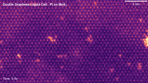 Les atomes « nagent » dans le liquide. // Source : Adi Gal-Greenwood / Université de Manchester Les atomes « nagent » dans le liquide. // Source : Adi Gal-Greenwood / Université de Manchester