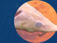La fameuse super Lune de l’esturgeon // Source : Montage Numerama / Photo by CHUTTERSNAP et Jake Weirick sur Unsplas / Estrugeon par  The Team jalouse CARPE