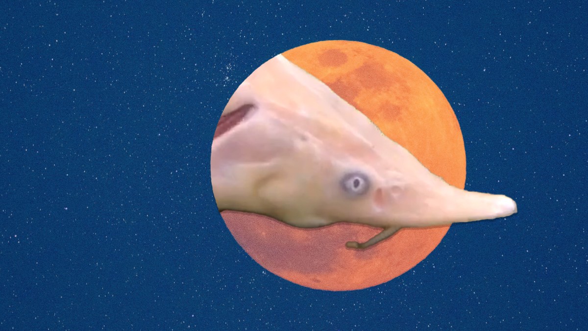La fameuse super Lune de l’esturgeon // Source : Montage Numerama / Photo by CHUTTERSNAP et Jake Weirick sur Unsplas / Estrugeon par The Team jalouse CARPE La fameuse super Lune de l’esturgeon // Source : Montage Numerama / Photo by CHUTTERSNAP et Jake Weirick sur Unsplas / Estrugeon par The Team jalouse CARPE
