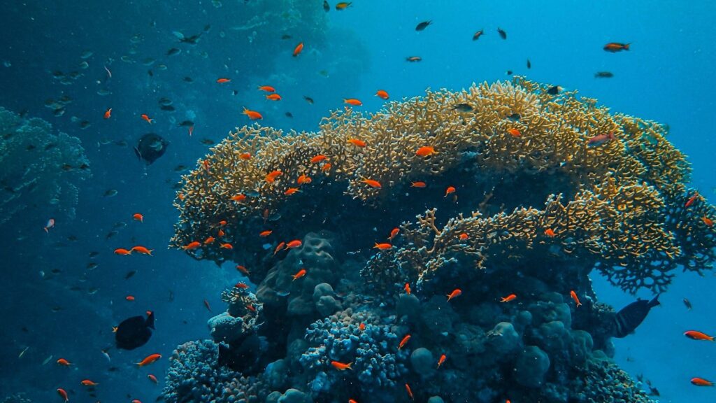 La vie marine subit d'importantes destructions en raison des activités humaines, d'où l'importance de sa protection. // Source : Pexels La vie marine subit d'importantes destructions en raison des activités humaines, d'où l'importance de sa protection. // Source : Pexels