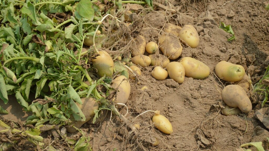 Les patates ont fortement besoin d'eau. // Source : Pixabay Les patates ont fortement besoin d'eau. // Source : Pixabay