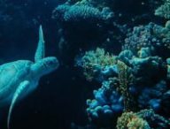 Tortue autour de coraux. // Source : Pexels