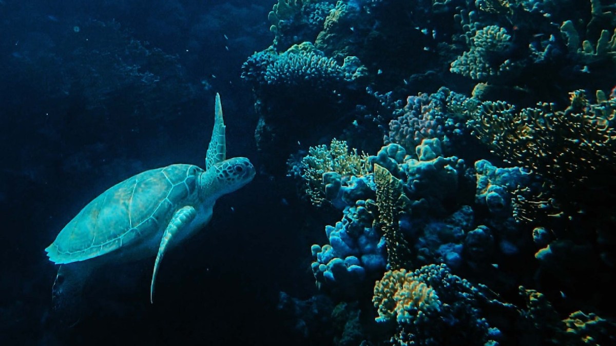Tortue autour de coraux. // Source : Pexels Tortue autour de coraux. // Source : Pexels