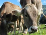 Des vaches en train de paître. // Source : Pixabay Des vaches en train de paître. // Source : Pixabay