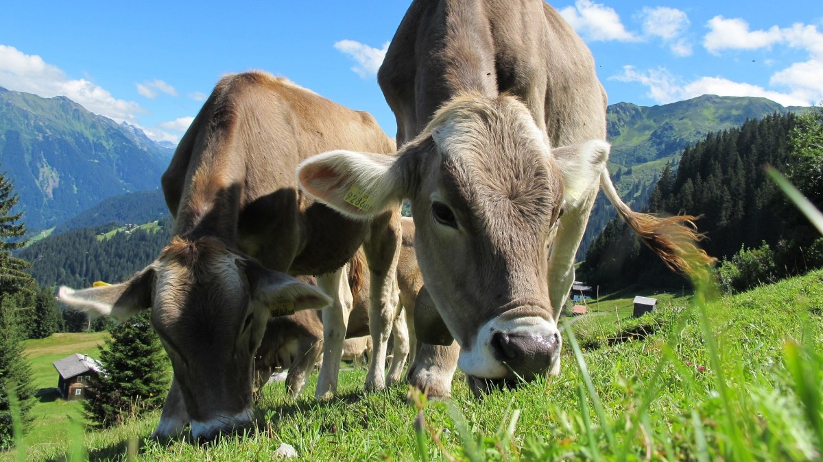 Des vaches en train de paître. // Source : Pixabay Des vaches en train de paître. // Source : Pixabay