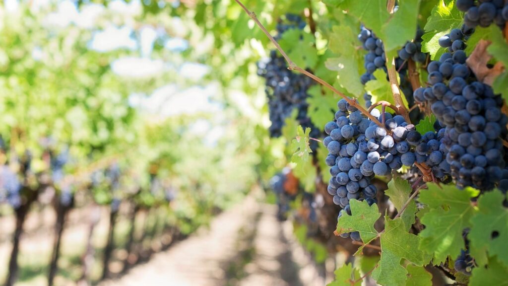 Les vignes sont beaucoup à être en mauvaise état cet été 2022, ou à produire de petits grains. // Source : Pixabay Les vignes sont beaucoup à être en mauvaise état cet été 2022, ou à produire de petits grains. // Source : Pixabay