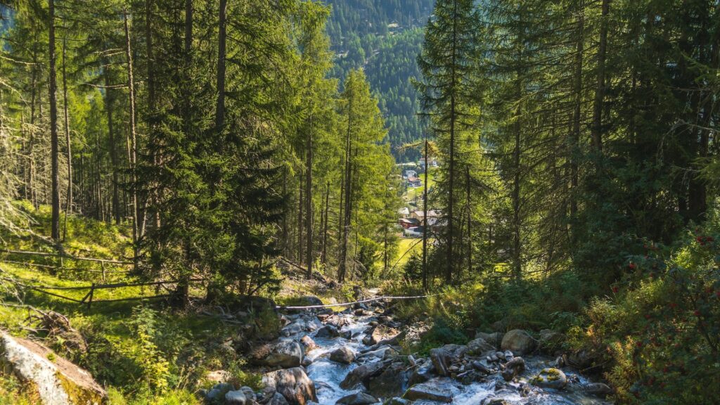 Les arbres jouent un rôle clé dans les écosystèmes. // Source : Pexels Les arbres jouent un rôle clé dans les écosystèmes. // Source : Pexels