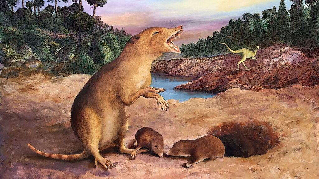 Voici le Brasilodon. Il mesurait 20 cm à l'âge adulte, il y a de cela 225 millions d'années. // Source : Anatomical Society / Wiley Voici le Brasilodon. Il mesurait 20 cm à l'âge adulte, il y a de cela 225 millions d'années. // Source : Anatomical Society / Wiley