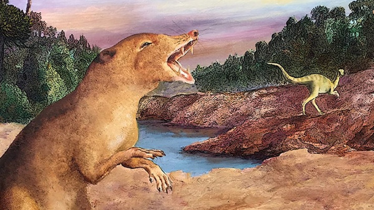 Source : Anatomical Society / Wiley Source : Anatomical Society / Wiley