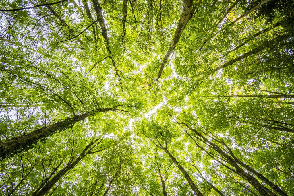 Remplacer des arbres anciens par des arbres jeunes : une anomalie écologique. // Source : Pexels Remplacer des arbres anciens par des arbres jeunes : une anomalie écologique. // Source : Pexels