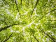 Remplacer des arbres anciens par des arbres jeunes : une anomalie écologique. // Source : Pexels