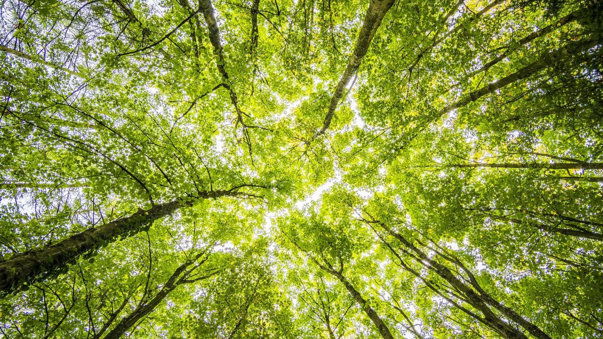 Remplacer des arbres anciens par des arbres jeunes : une anomalie écologique. // Source : Pexels Remplacer des arbres anciens par des arbres jeunes : une anomalie écologique. // Source : Pexels