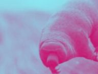 Tardigrade // Source : Domaine public / modifié Tardigrade // Source : Domaine public / modifié