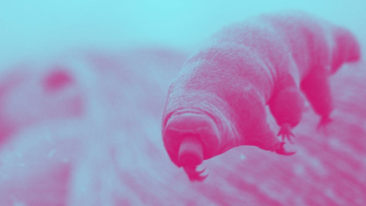 Tardigrade // Source : Domaine public / modifié Tardigrade // Source : Domaine public / modifié