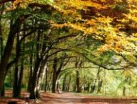 C'est l'automne et il fait bon, mais ce n'est pas l'été indien. // Source : Canva C'est l'automne et il fait bon, mais ce n'est pas l'été indien. // Source : Canva