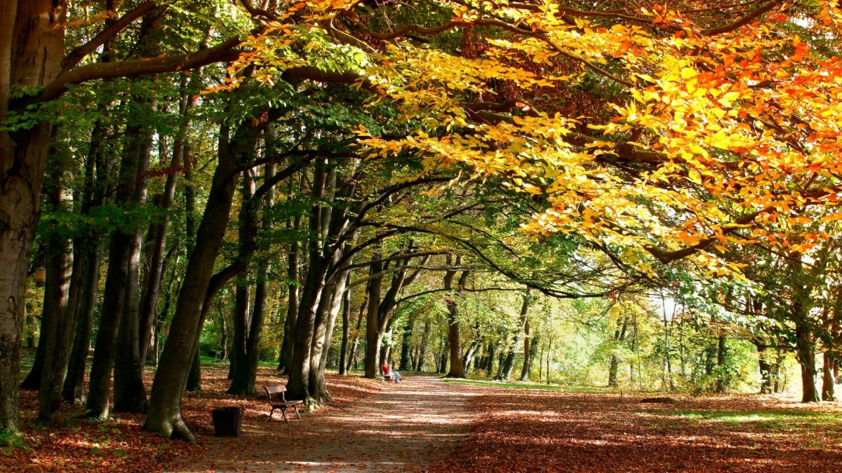 C'est l'automne et il fait bon, mais ce n'est pas l'été indien. // Source : Canva C'est l'automne et il fait bon, mais ce n'est pas l'été indien. // Source : Canva