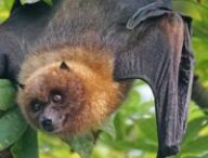 Une chauve-souris. // Source : Pixabay Une chauve-souris. // Source : Pixabay