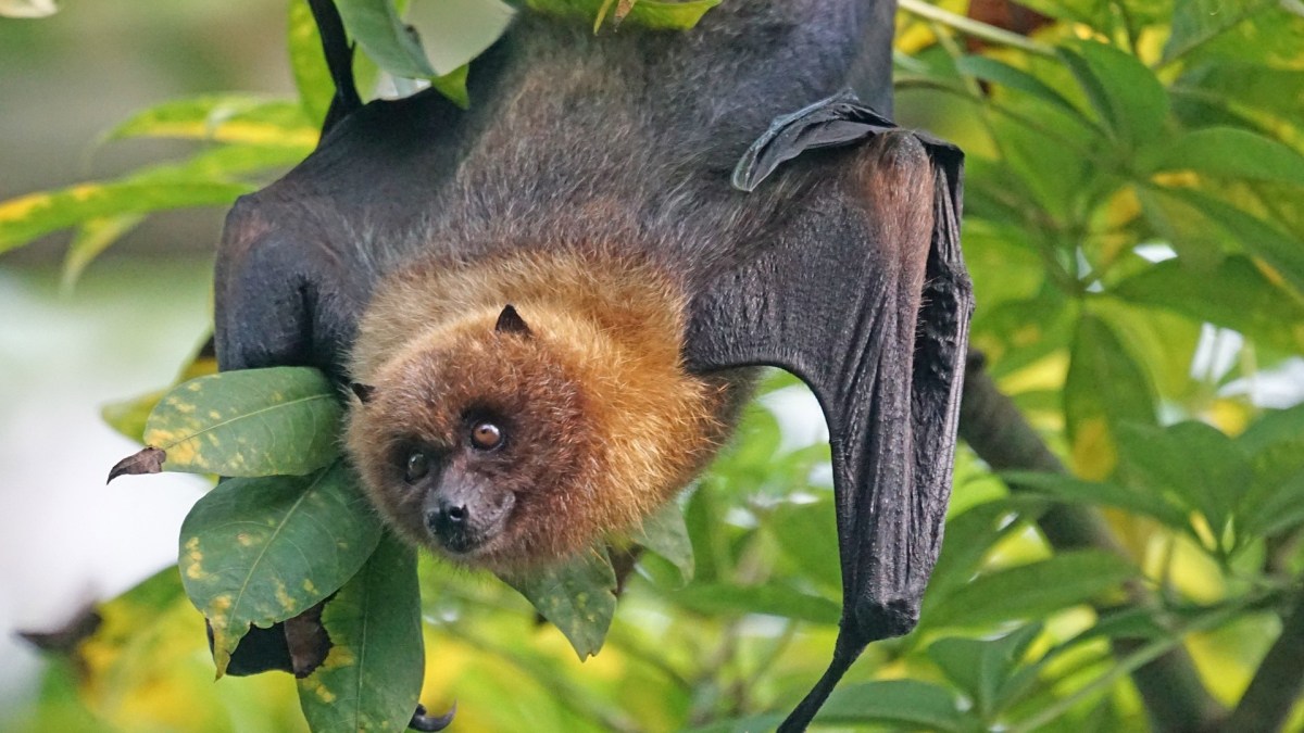 Une chauve-souris. // Source : Pixabay Une chauve-souris. // Source : Pixabay