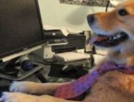 Sur internet, personne ne sait que vous êtes un chien