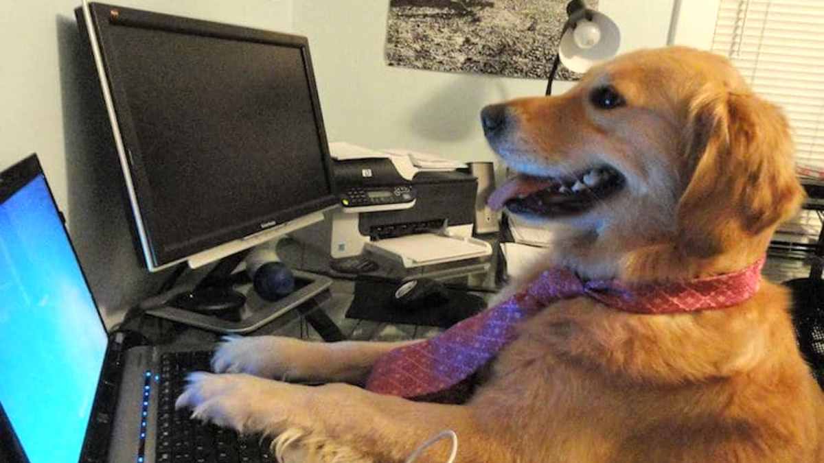 Sur internet, personne ne sait que vous êtes un chien Sur internet, personne ne sait que vous êtes un chien
