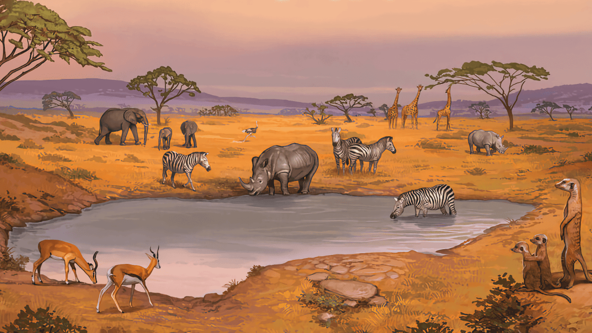Savannah Park // Source : Super Meeple Savannah Park // Source : Super Meeple