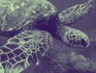 Tortue // Source : Pixabay/modifié