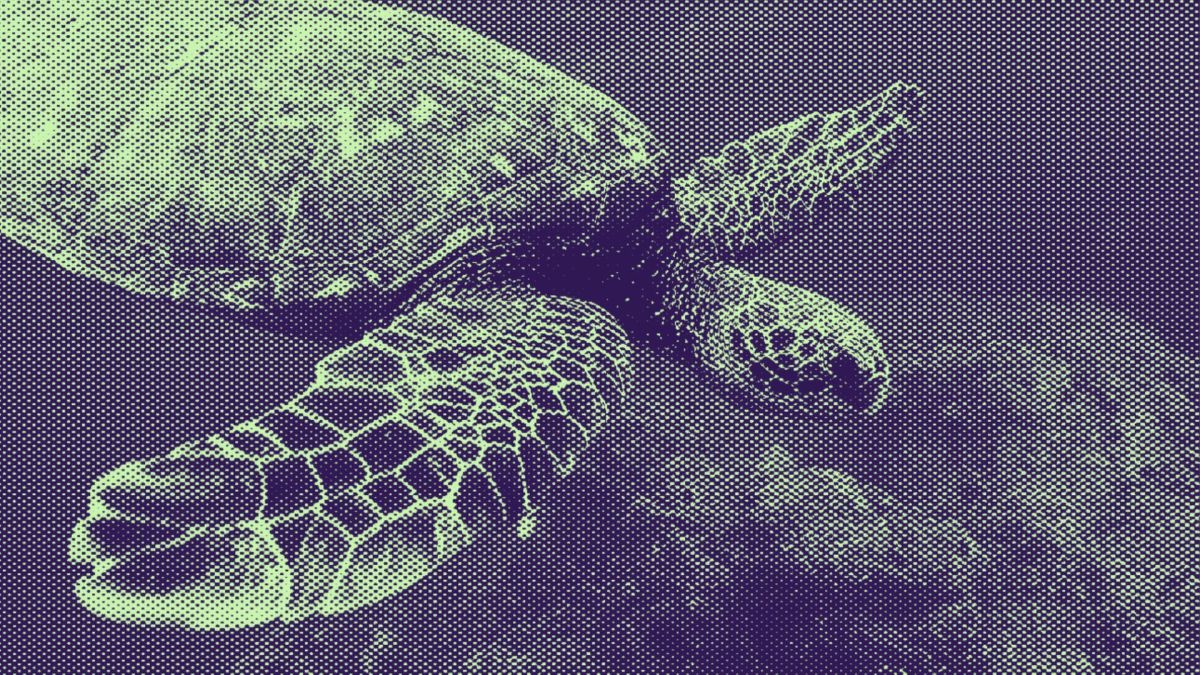 Tortue // Source : Pixabay/modifié Tortue // Source : Pixabay/modifié