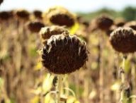 Tournesols séchés par la chaleur. // Source : Canva
