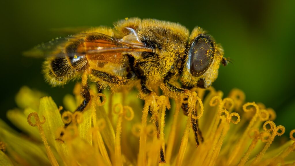 Les abeilles ont un rôle essentiel dans les écosystèmes : elles sont pollinisatrices. // Source : Pexels Les abeilles ont un rôle essentiel dans les écosystèmes : elles sont pollinisatrices. // Source : Pexels