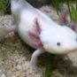 Un axolotl. // Source : Pexels Un axolotl. // Source : Pexels
