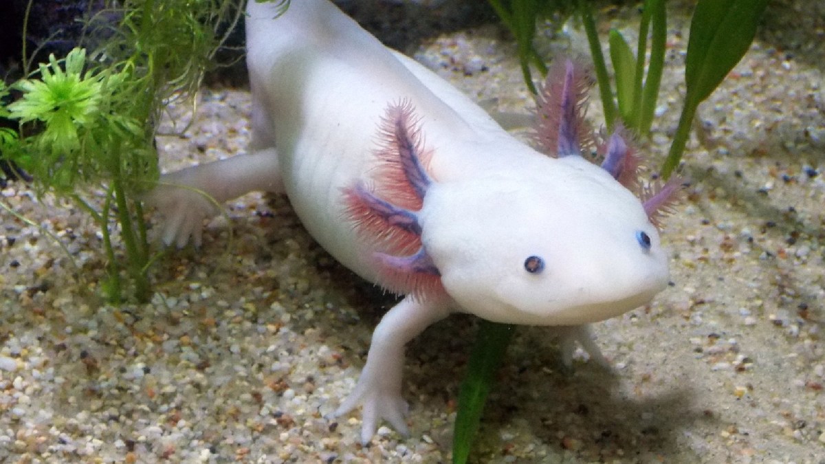 Un axolotl. // Source : Pexels Un axolotl. // Source : Pexels