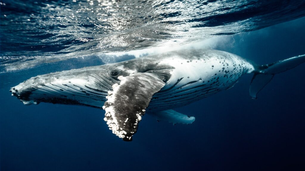 Certaines espèces de baleines consomment du krill, d'autres plutôt du poisson. // Source : Pexels Certaines espèces de baleines consomment du krill, d'autres plutôt du poisson. // Source : Pexels
