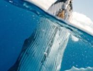 Baleines bleues // Source : Pexels Baleines bleues // Source : Pexels