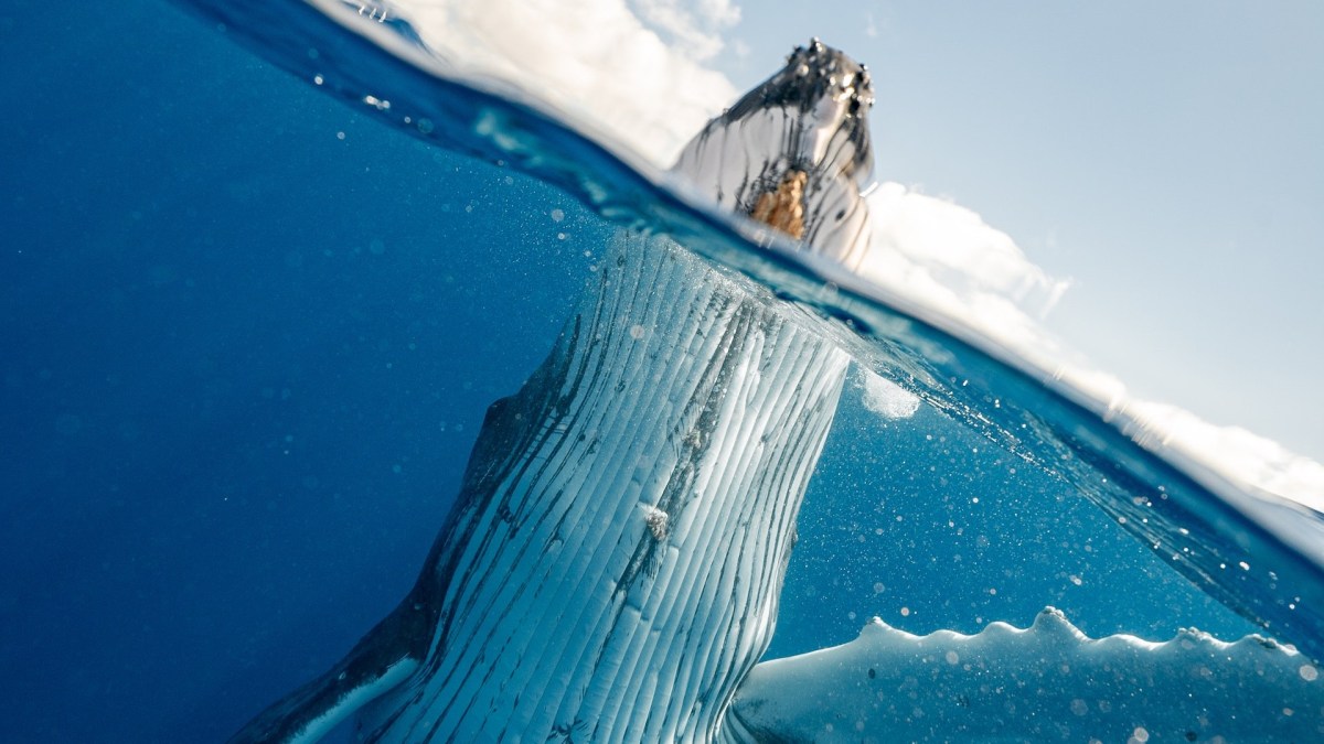 Baleines bleues // Source : Pexels Baleines bleues // Source : Pexels