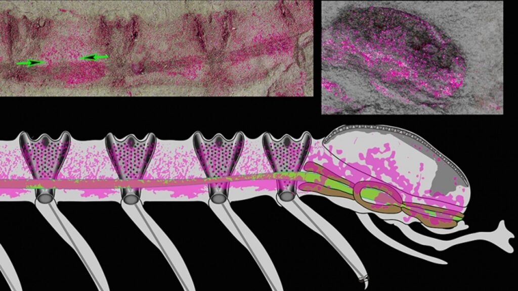 Numérisation du fossile. En rose, les tissus nerveux conservés. // Source : Science, King's College London Numérisation du fossile. En rose, les tissus nerveux conservés. // Source : Science, King's College London