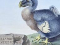 Le dodo. // Source : Strickland, H. E. / Roelandt Savery